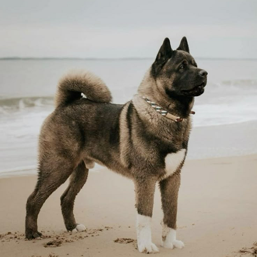 Chó American Akita thuần chủng đứng oai vệ trên bãi biển, lông dày, tai dựng, đuôi cuộn