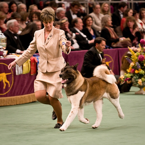 Chó American Akita đang trình diễn tại Dogshow nước ngoài, đuôi cuộn, dáng oai vệ, dẫn dắt bởi huấn luyện viên