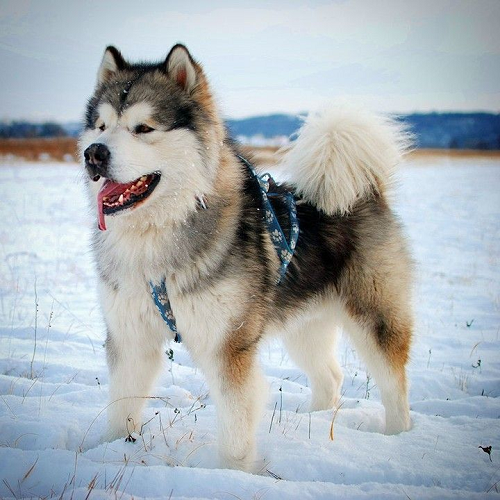 Chó Alaska lông xám trắng đứng trên tuyết