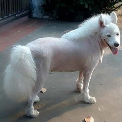 Chó Samoyed bị cạo lông toàn thân, chỉ còn phần đầu và đuôi giữ lông