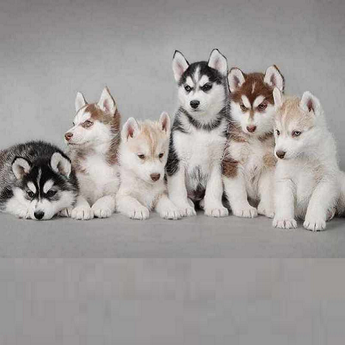 Một đàn chó Husky con với các màu lông đen trắng, xám, nâu đỏ, vàng kem cực dễ thương