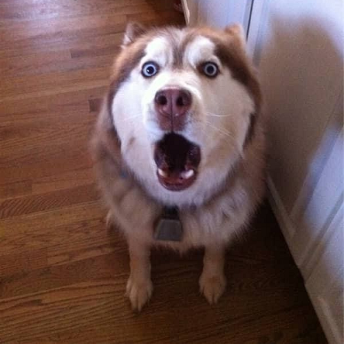 Chó Husky nâu đỏ trợn mắt há mồm biểu cảm ngạc nhiên cực kỳ hài hước
