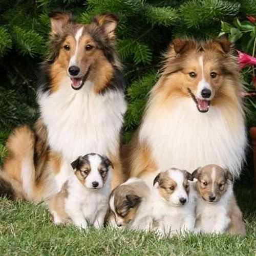 Hai chú chó Mini Collie trưởng thành và bốn chú chó con nằm trên cỏ