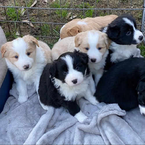 Chó con Border Collie mới tách đàn – cần chế độ dinh dưỡng đặc biệt