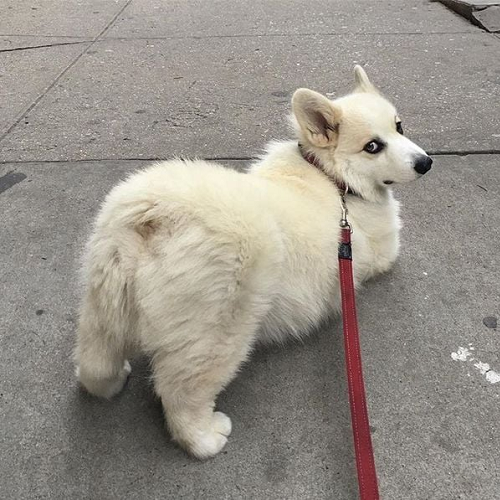 Chó Samoyed lai Corgi có thân hình nhỏ gọn, lông trắng dày, đuôi cong, đứng trên vỉa hè quay đầu nhìn lại