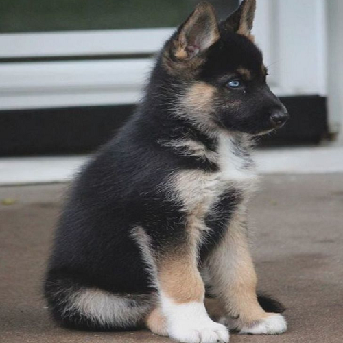Chó Husky lai Becgie con lông đen nâu ngồi nghiêm trang