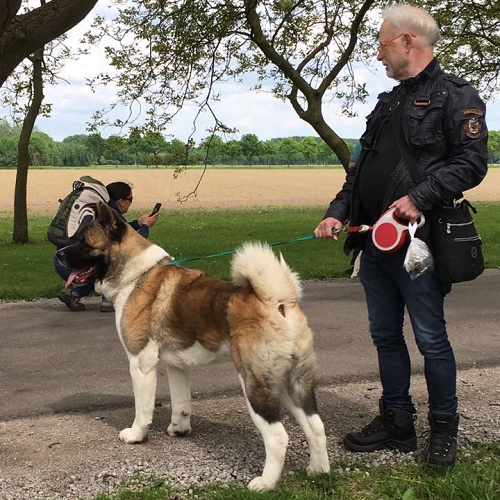 Chó American Akita thuần chủng lông dày đuôi cuộn, đang được dắt đi dạo công viên cùng người nước ngoài