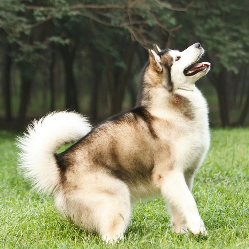 Vận động và huấn luyện chó Alaska 4-5-6 tháng tuổi: Lệnh cơ bản, trò chơi và xã hội hóa.