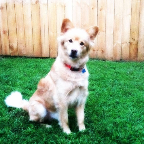 Chó Samoyed lai Golden Retriever ngồi trên bãi cỏ, lông vàng nhạt, tai cụp nhẹ, đeo vòng cổ đỏ