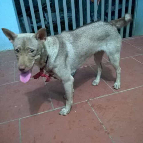Chó Husky lai Phú Quốc lông ngắn, dáng gọn, thè lưỡi