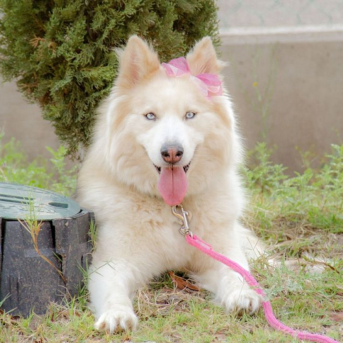 Chó Samoyed lai Husky lông trắng kem, mắt xanh sáng, đeo nơ hồng và dây xích hồng, nằm trên bãi cỏ