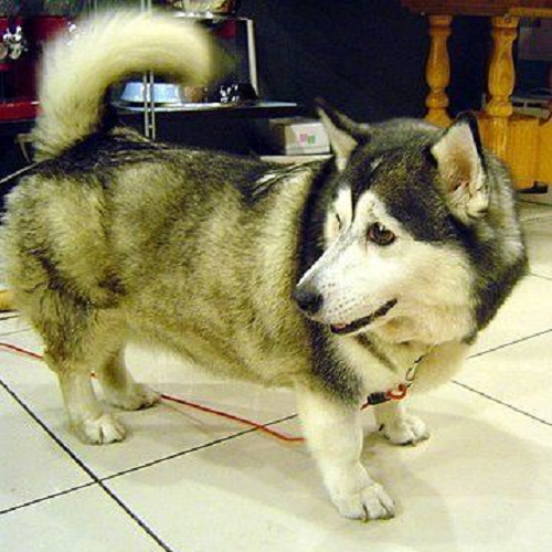 Chó Husky lai Corgi chân ngắn, lông dài, mặt giống Husky