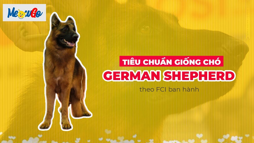 Tiêu chuẩn giống chó German Shepherd theo FCI – ảnh minh họa