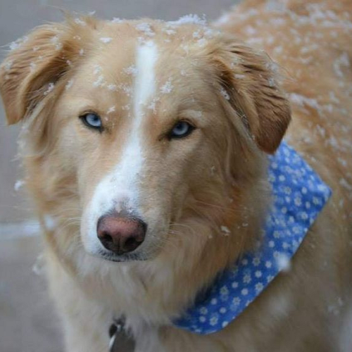 Chó Husky lai Golden lông vàng mắt xanh, đeo khăn xanh