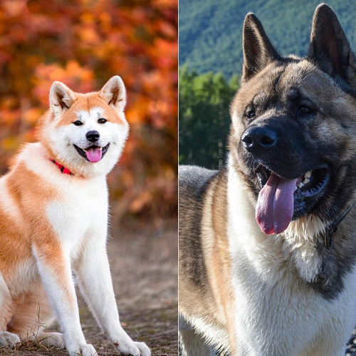 So sánh chó Akita Inu Nhật Bản (trái) và chó American Akita Mỹ (phải) qua ngoại hình và đặc điểm nổi bật
