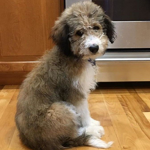 Chó Bordoodle lông xoăn lai giữa Border Collie và Poodle
