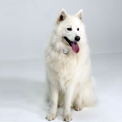 Chó Samoyed lai Alaska lông trắng ngà, tai dựng, lưỡi thè ra, ngồi trên nền trắng studio