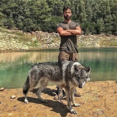 Chó lai sói Wolf Hybrid đứng cạnh người đàn ông trên bờ hồ, toát lên vẻ mạnh mẽ và hoang dã.