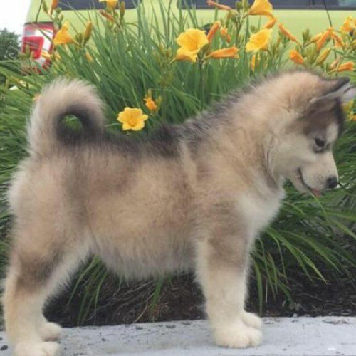 Chó Alaska lai chó cỏ dáng đẹp, lông dày