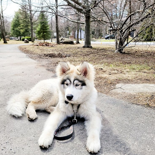 Chó Alaska lai Husky nằm thư giãn ngoài trời
