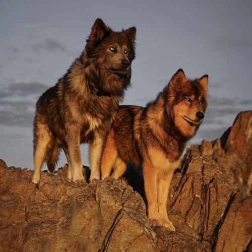 Hai chú chó lai sói Wolf Hybrid đứng trên đỉnh đá dưới ánh sáng hoàng hôn.