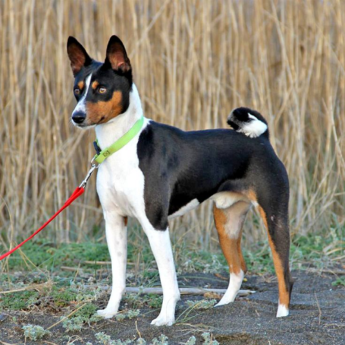 Chó Basenji ba màu khỏe mạnh, đeo dây dắt đứng ngoài trời