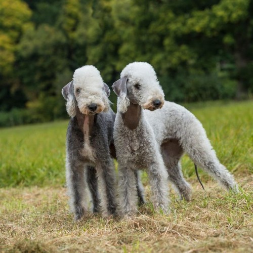 Hai chú chó sục Bedlington với bộ lông xoăn giống lông cừu, đứng trên bãi cỏ.