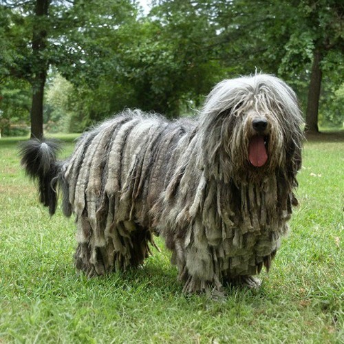 Chó Bergamasco với bộ lông xoắn bện như vẩy cá độc đáo.