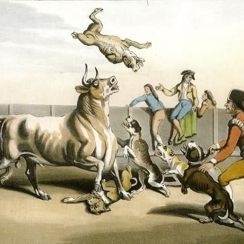 Tranh minh họa bull-baiting – chó chiến đấu với bò mộng trước khi bị cấm năm 1835