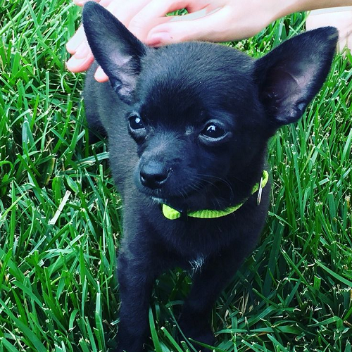 Chihuahua đen tuyền lông ngắn, đeo vòng cổ xanh lá nổi bật