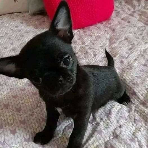Chihuahua đen tuyền lông ngắn, ngẩng đầu dễ thương, mắt to tròn