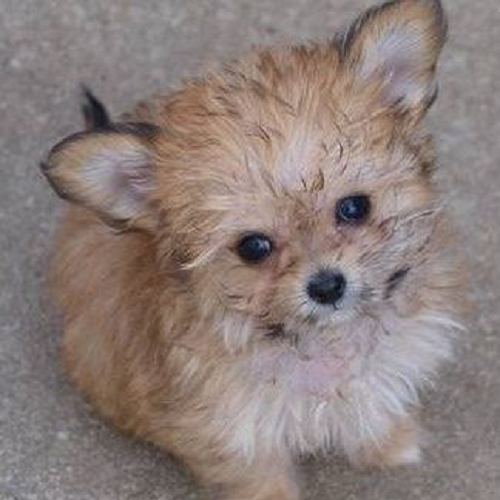 Chó Chihuahua lai Poodle (Chipoo) lông xoăn xù, mắt to dễ thương