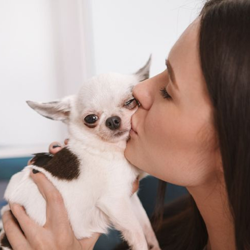 Người phụ nữ hôn nhẹ chú chó Chihuahua trắng nhỏ có đốm lông đen.