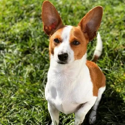 Chihuahua lai Terrier (Phốc chuột) lông ngắn, tai to dựng đứng
