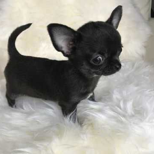 Chihuahua lông ngắn màu đen tuyền đứng trên nệm lông trắng