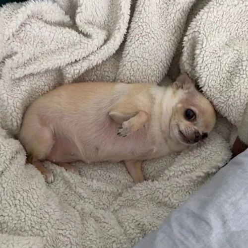 Chihuahua heo lùn đáng yêu nằm trên chăn bông