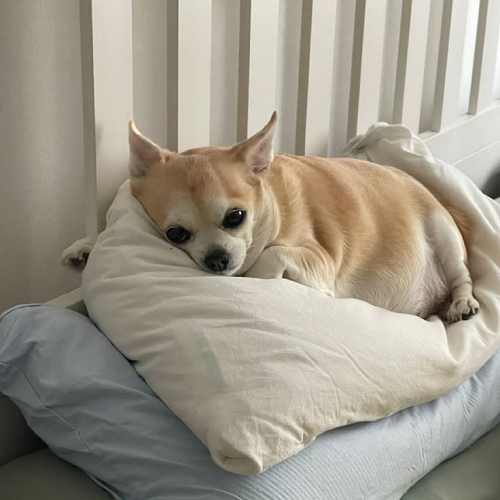 Chihuahua heo lùn nằm trên gối trắng mềm mại