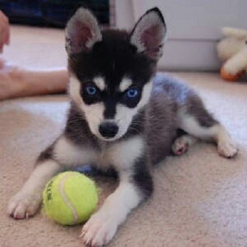 Chihuahua lai Husky có đôi mắt xanh, mặt giống Husky nhưng thân hình nhỏ