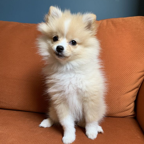 Chó Chihuahua lai Nhật lông dài bồng bềnh, mặt xinh xắn
