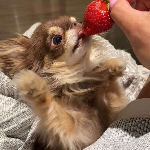 Chihuahua lông dài liếm quả dâu tây