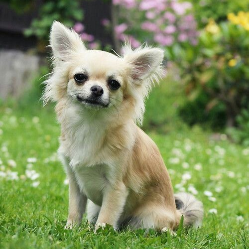 Chihuahua lông dài màu vàng kem ngồi trên bãi cỏ