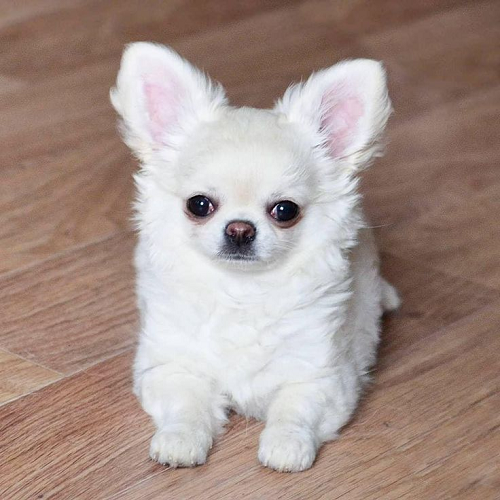 Chihuahua lông dài màu trắng nằm trên sàn gỗ