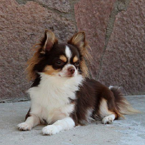 Chihuahua lông dài socola trắng nằm nghỉ ngơi
