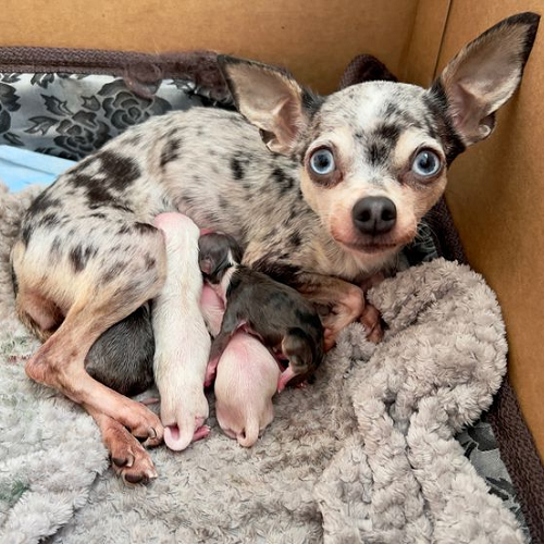 Chó Chihuahua mẹ đang nằm cùng đàn con sơ sinh trong ổ ấm áp.