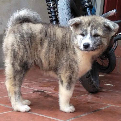 Chó Akita Inu màu vện 2 tháng tuổi