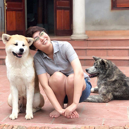 Cặp đôi chó Akita Inu màu vện và vàng 2 tuổi.