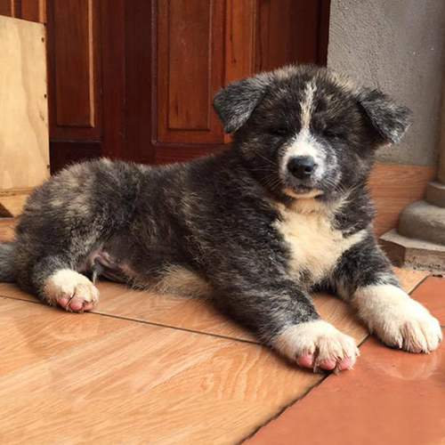 Chó Akita Inu màu vện 2 tháng tuổi