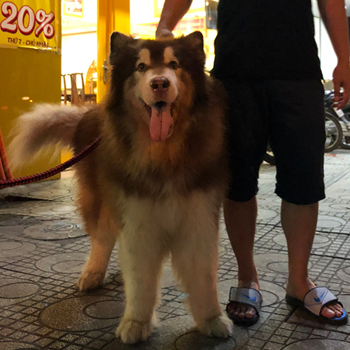 Chó Alaska Giant trưởng thành nhập khẩu cực đẹp