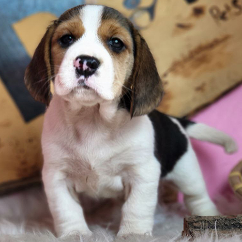 Ruby, bé Beagle Tricolor đứng trên thảm lông, nhìn máy ảnh đầy tò mò