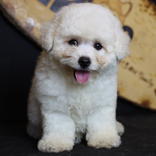 Chó Bichon trắng 2 tháng tuổi tên Ozzie đang ngồi tạo dáng